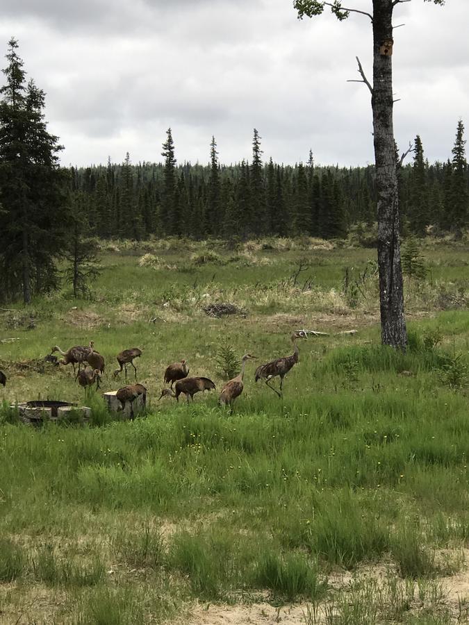 Alaska Serenity Cabin - thumb 16