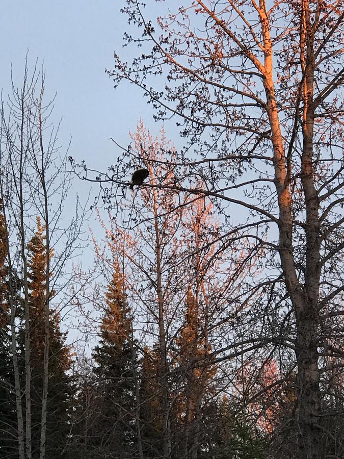 Alaska Serenity Cabin - thumb 6