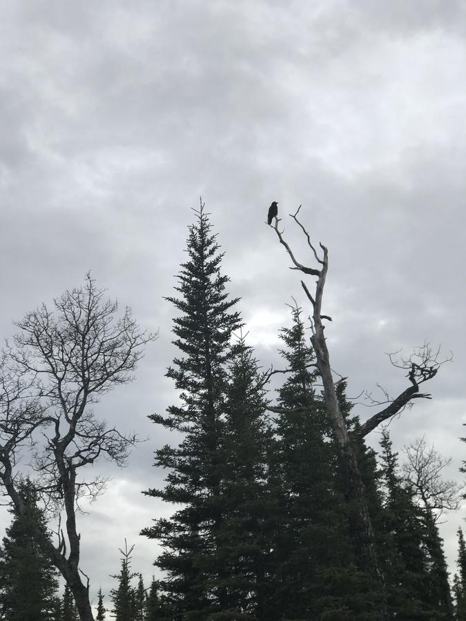 Alaska Serenity Cabin - thumb 8