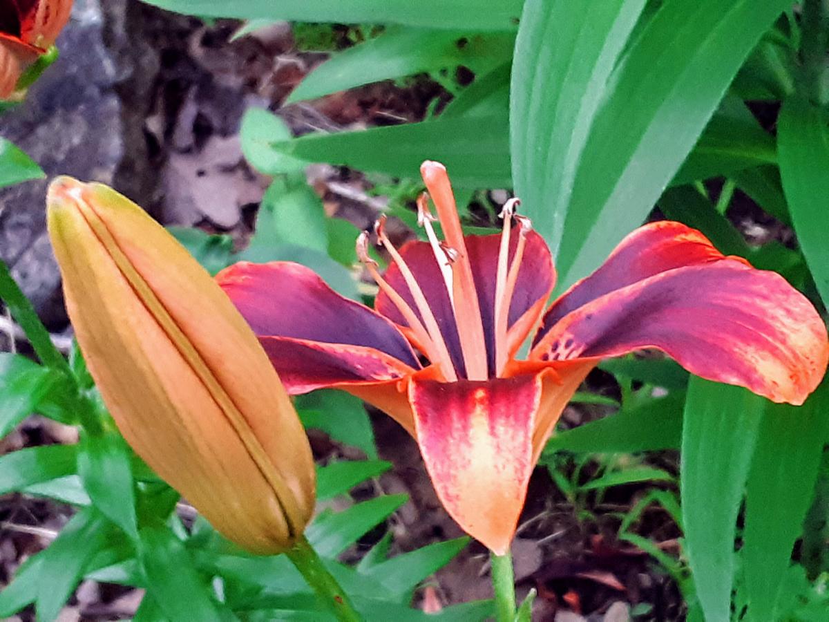 Cherokee Mountain - thumb 41