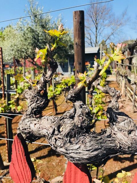 Andrea's Hidden Cottage - thumb 1