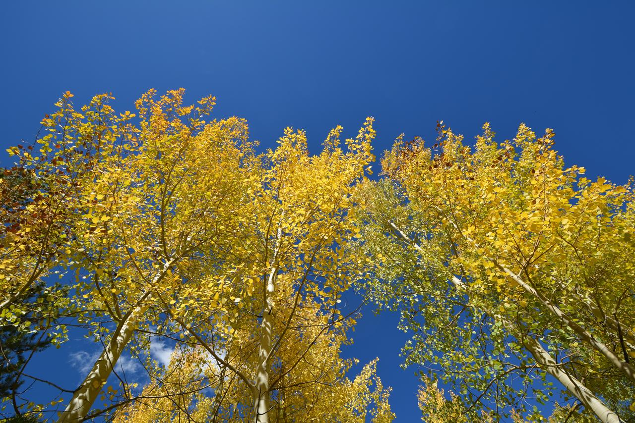 Tenderfoot Lodge - thumb 11