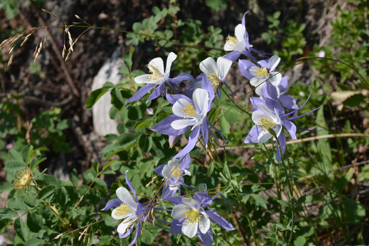 Tenderfoot Lodge - thumb 14