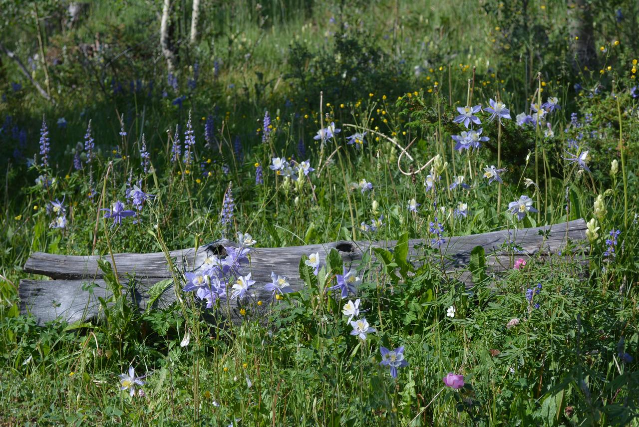 Tenderfoot Lodge - thumb 15