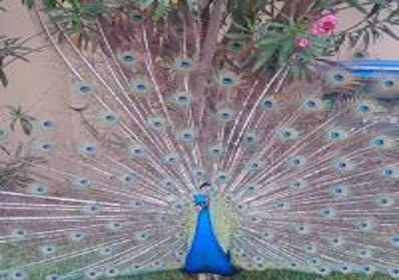 Royal Mansions Resort - thumb 18