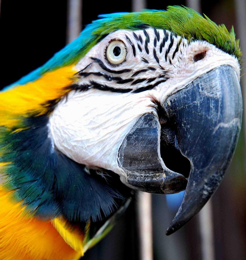 Ibis Bay Resort - thumb 39