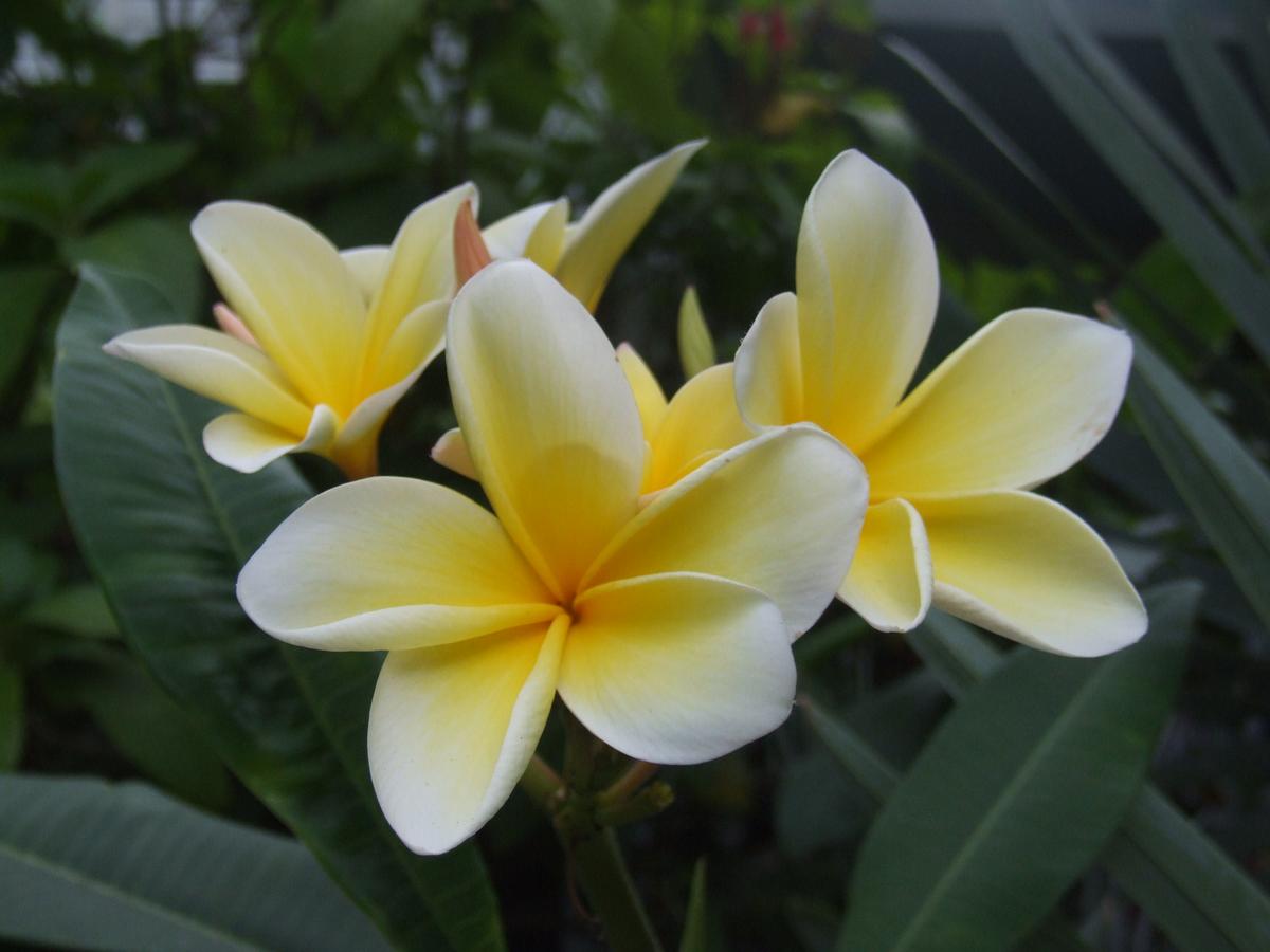 The Mermaid & The Alligator - thumb 9