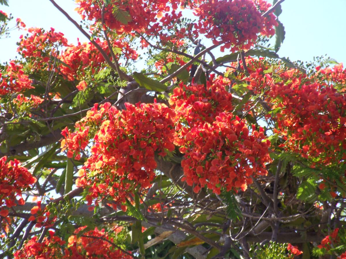 The Mermaid & The Alligator - thumb 13