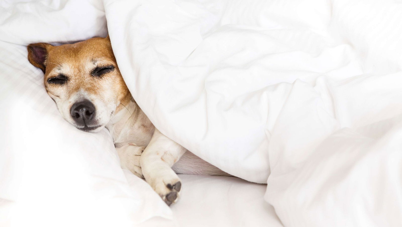 Magnuson Hotel Red Baron - thumb 14