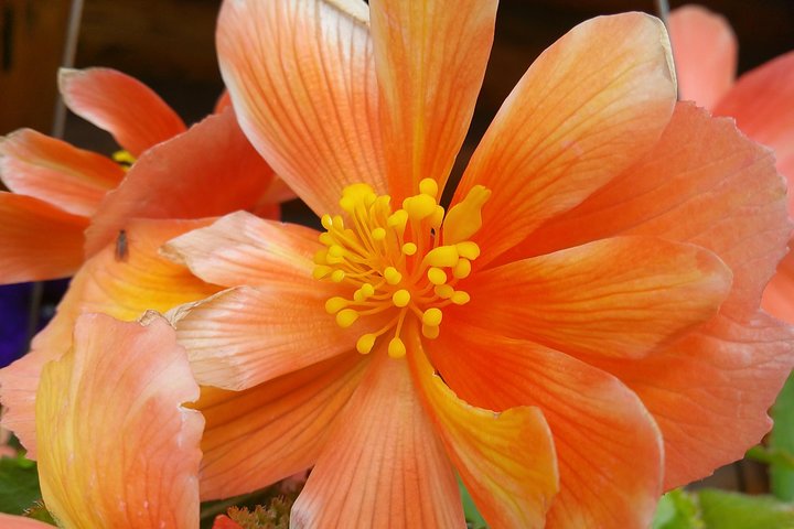 Wilderness, Wildlife, Glacier Experience From Anchorage - thumb 1