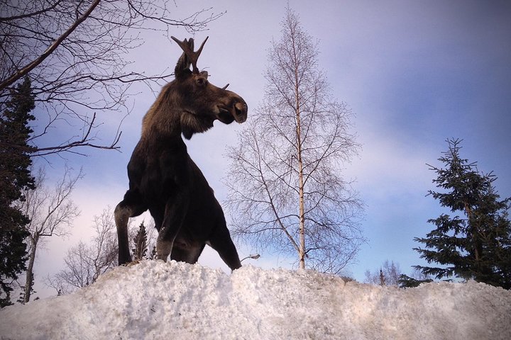 Wilderness, Wildlife, Glacier Experience From Anchorage - thumb 2