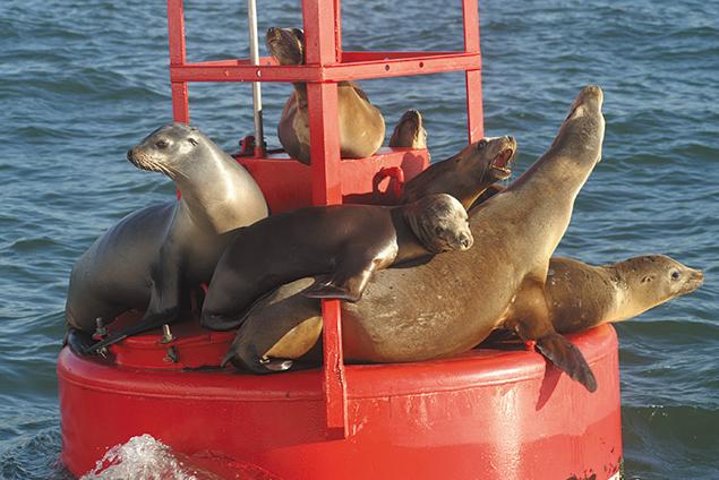 San Diego One Hour Harbor Cruise