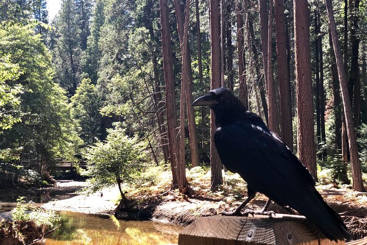 Yosemite National Park - Full Day Tour From San Francisco - thumb 4