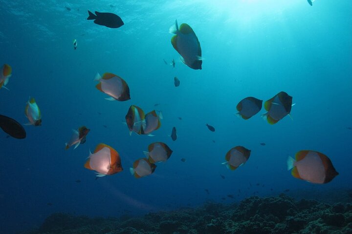 Molokini Crater Plus Turtle Town Snorkeling 4-hour Tour - thumb 1