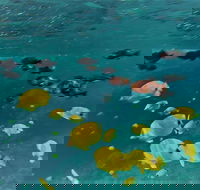 Molokini Crater Zodiak Adventure Snorkel and Turtle Cove Swim - USA Accommodation