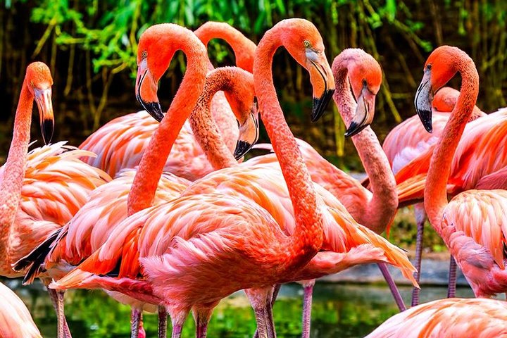 The Miami Sightseeing Flex Pass: 35 Attractions + Hop On Hop Off - thumb 1