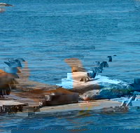 San Diego Shore Excursion San Diego Seal Tour - Tourism Bookings