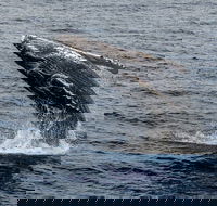 Four Winds II Molokini Snorkeling Tour from Maalaea Harbor - USA Accommodation