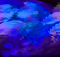 Shark Reef at Mandalay Bay Hotel and Casino - Students Accommodation