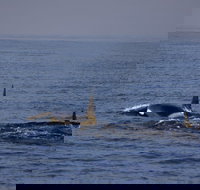 San Diego Whale Watching Cruise - Tourism Bookings