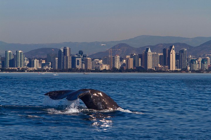 San Diego Whale Watching Cruise - thumb 1