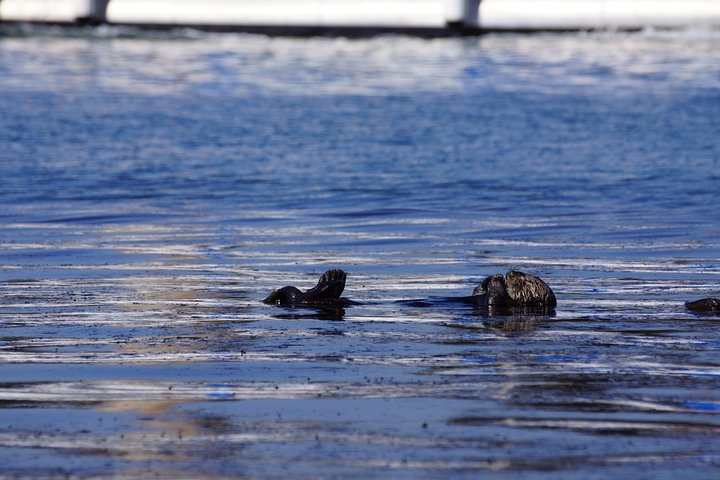 San Diego Whale Watching Cruise - thumb 3