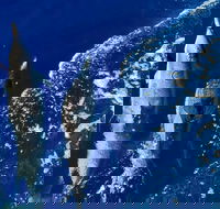 Lanai Snorkeling  Dolphin Encounter Aboard Quicksilver MAUI / Lahaina Harbor - USA Accommodation