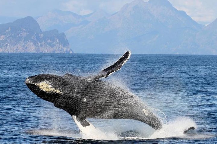 Gray Whale Watch Tour - thumb 1