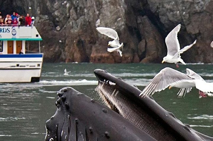 Gray Whale Watch Tour - thumb 3