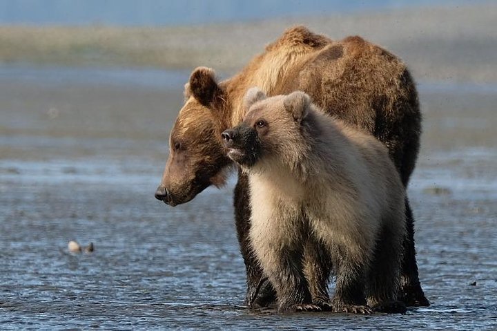 Alaska 7-Day Brown Bears and Denali Adventure from Anchorage