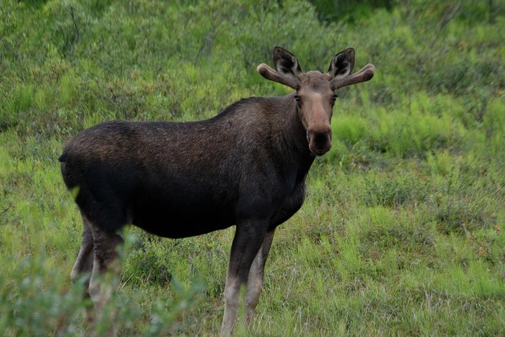 Alaska 7-Day Brown Bears And Denali Adventure From Anchorage - thumb 2
