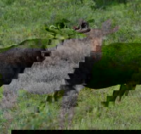 Ultimate Alaskan Adventure - USA Accommodation