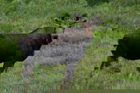 Tenakee Springs Ak USA Accommodation