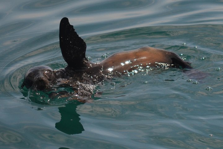 Whale Watching Cruise from Mission Bay