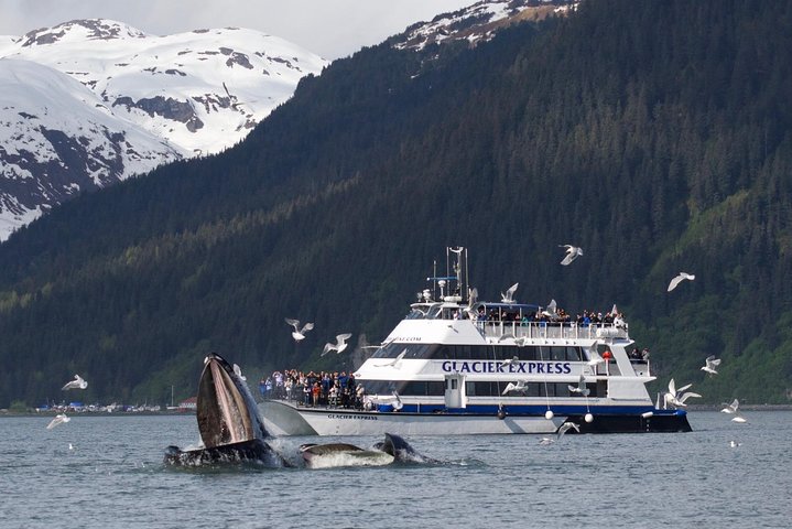 Full-Day Kenai Fjords National Park Cruise - thumb 4