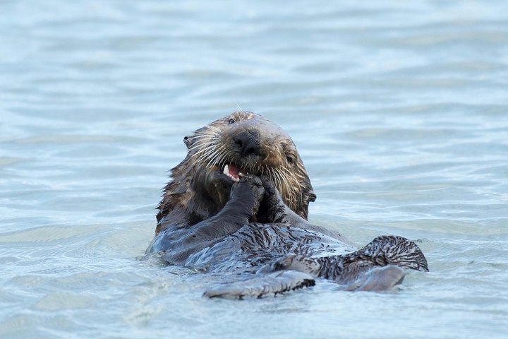 Full-Day Kenai Fjords National Park Cruise - thumb 5