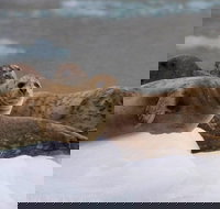 Kenai Fjords National Park Glacier  Wildlife Cruise afternoon departure - Tourism Bookings