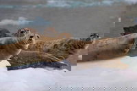 Seward Ak Tourism Bookings