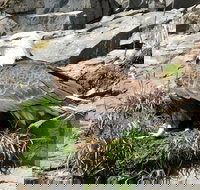 Spring Wildlife Cruise - Tourism Bookings