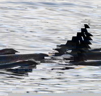 Orca Quest Cruise - Tourism Bookings