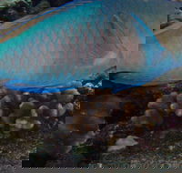 Molokini Snorkeling Adventure Aboard Calypso MAUI / Ma'alaea Harbor - USA Accommodation