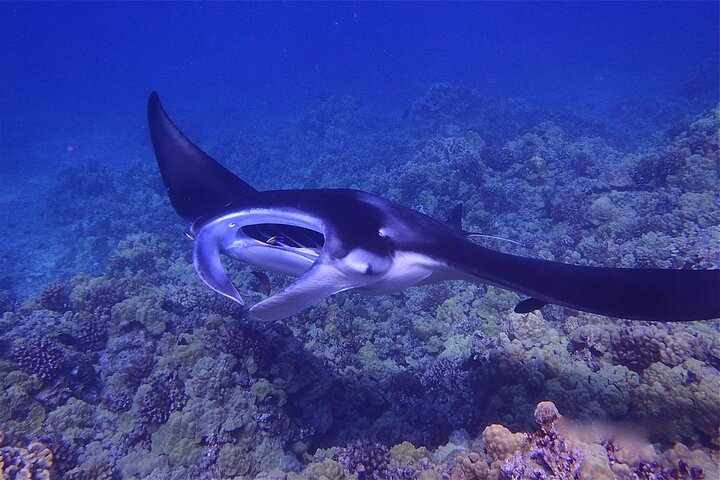 Night Manta Ray Adventure - thumb 0