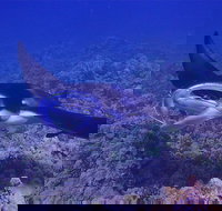 Night Manta Ray Adventure - USA Accommodation