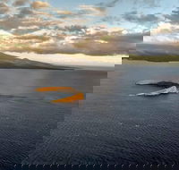 Maui Whale Watching -Private- Air Tour Spectacular Humpbacks Seen from Above - USA Accommodation