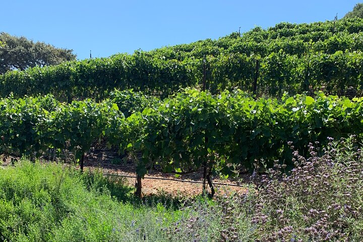Private Santa Ynez Valley Wine Country Tour - thumb 0