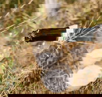 Sunrise Temecula Balloon Flight - USA Accommodation