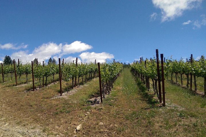 6 Hour Napa Or Sonoma Wine Tour In Private Limousine - thumb 3