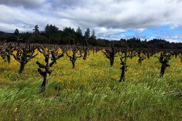 Sonoma & Healdsburg Wine Tours - thumb 0