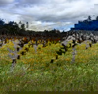 Sonoma  Healdsburg Wine Tours - USA Accommodation