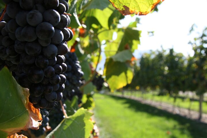 6 Hour - Private Napa Wine Tour In A Stretch Limousine - thumb 0